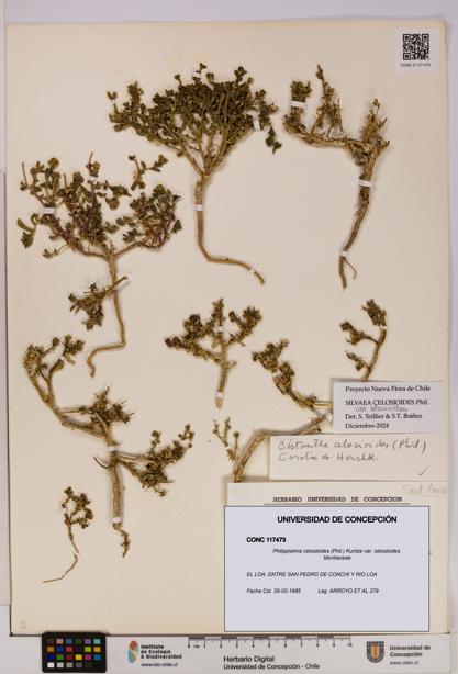 Philippiamra celosioides [Espécimen: ]