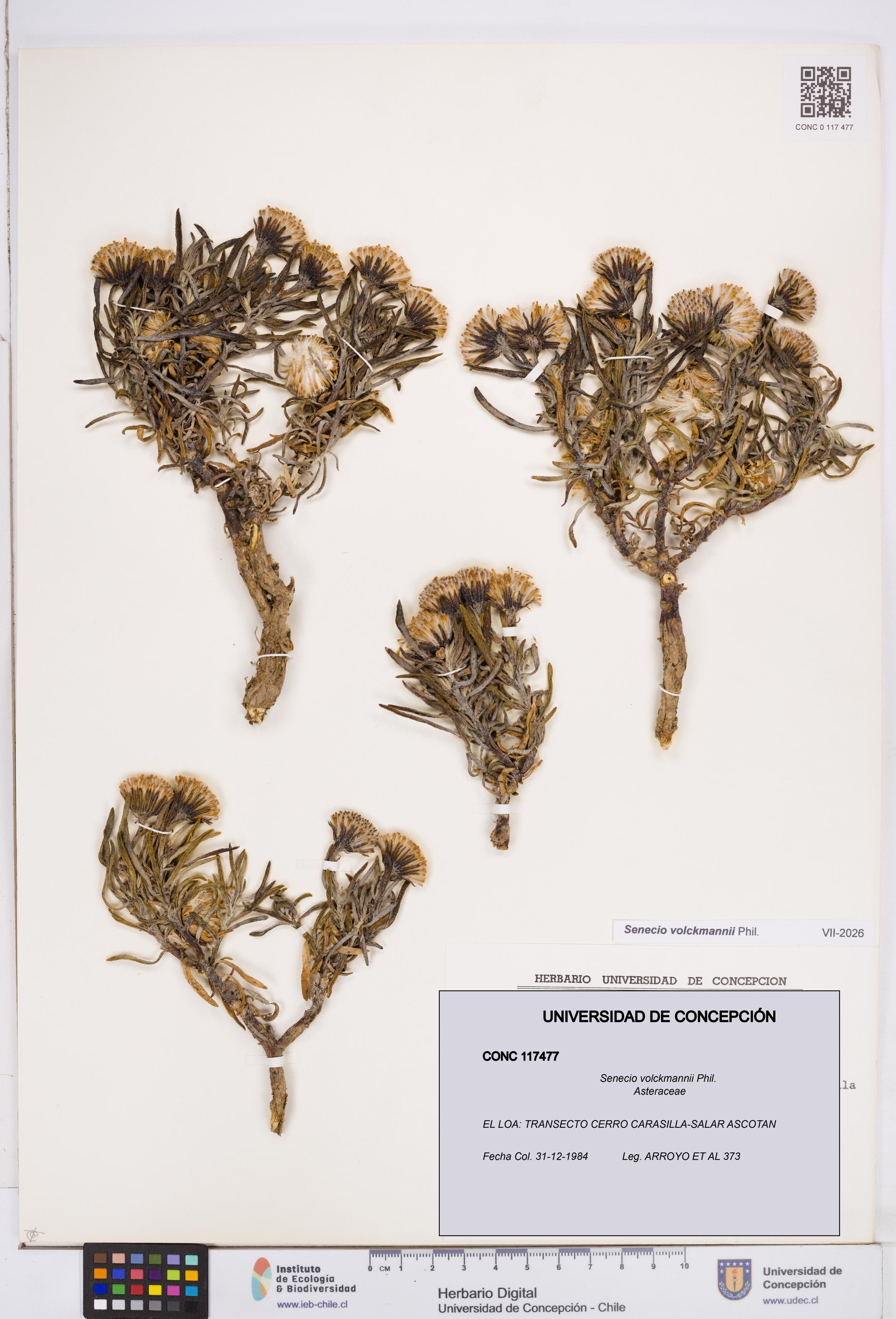 Senecio volckmannii [Espécimen: ]