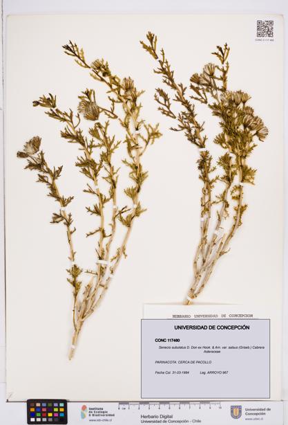Senecio subulatus [Espécimen: ]