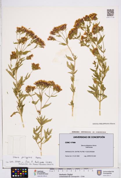 Stevia philippiana [Espécimen: ]