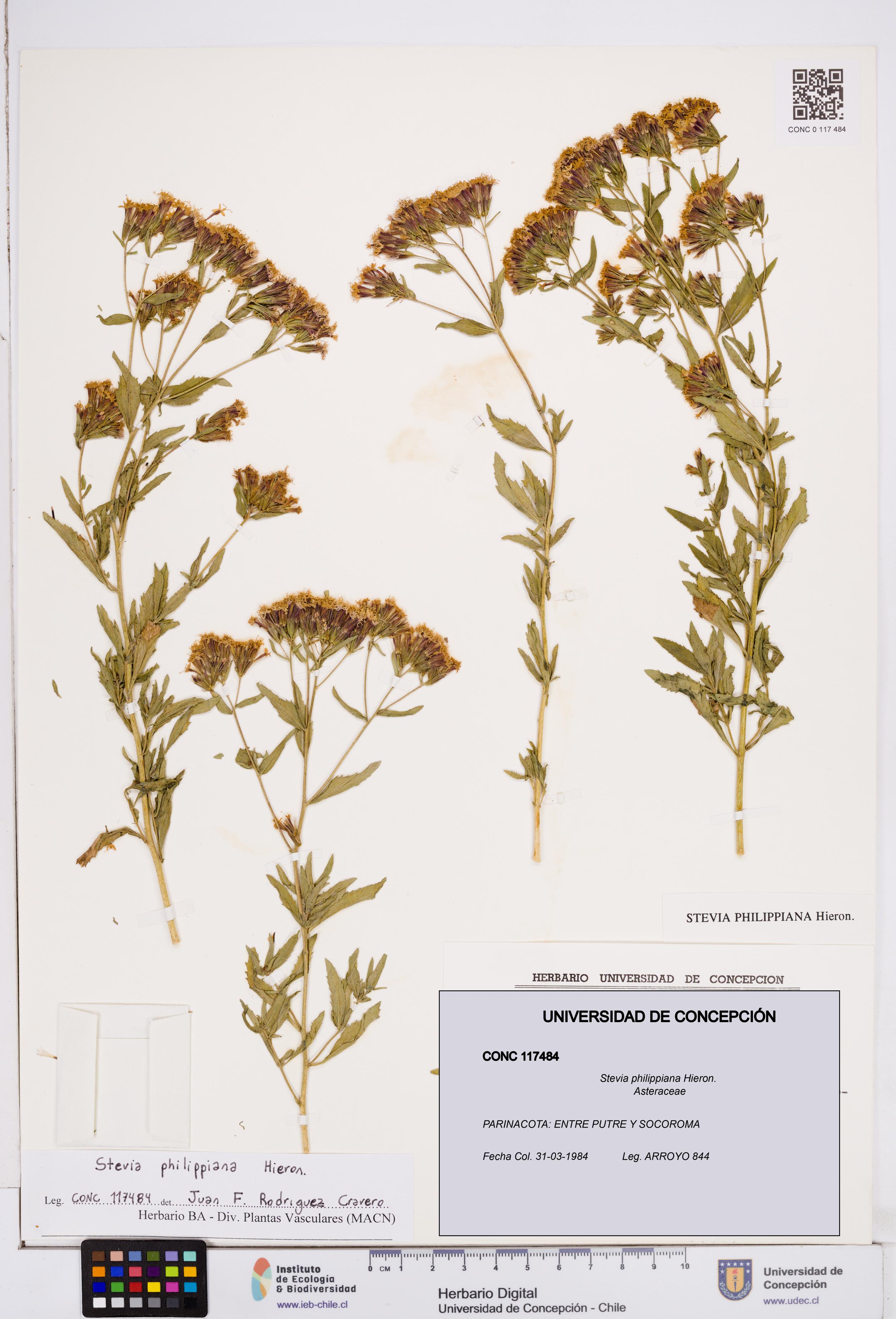 Stevia philippiana [Espécimen: ]