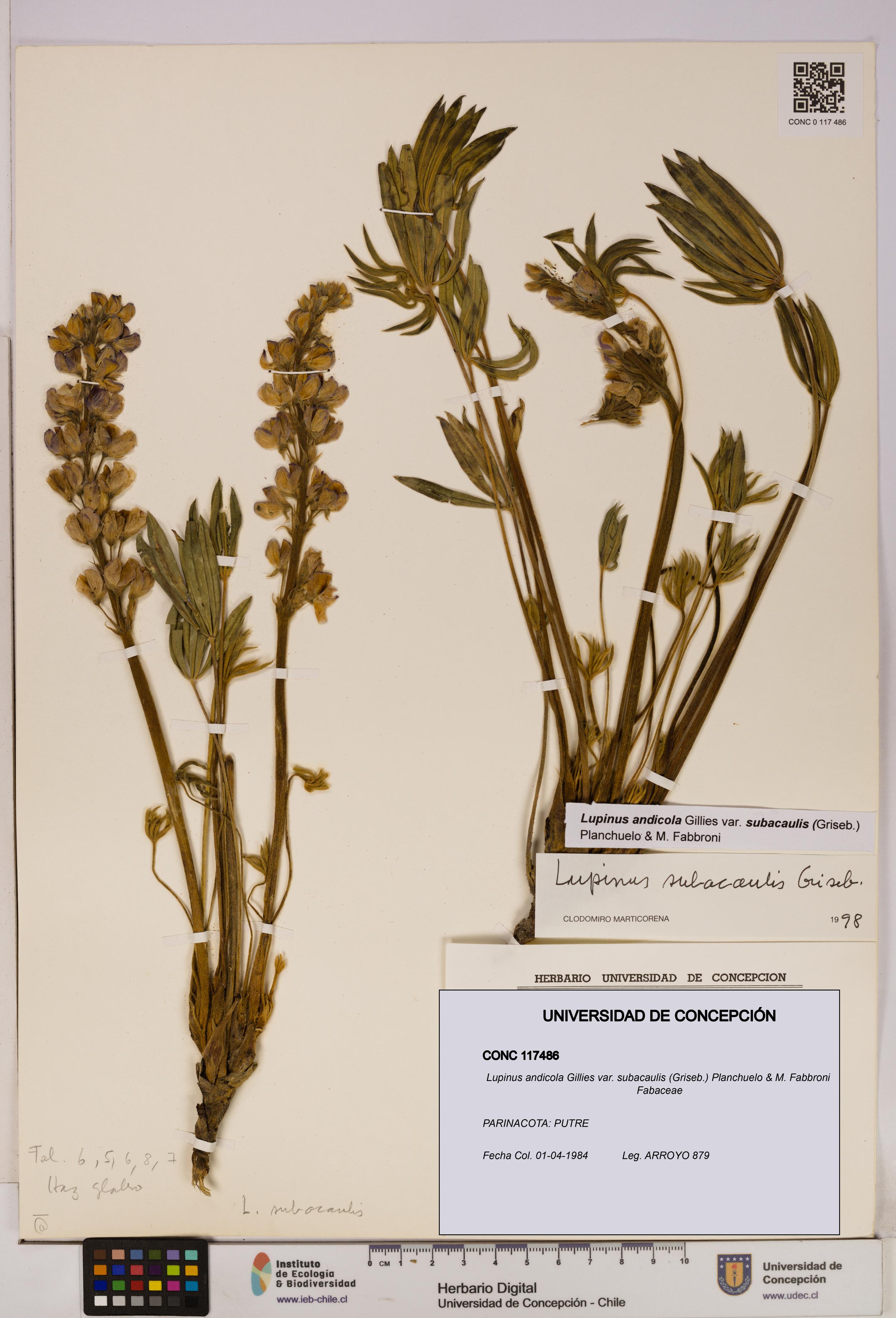 Lupinus andicola var. subacaulis [Espécimen: UDEC:CONC:0117486]