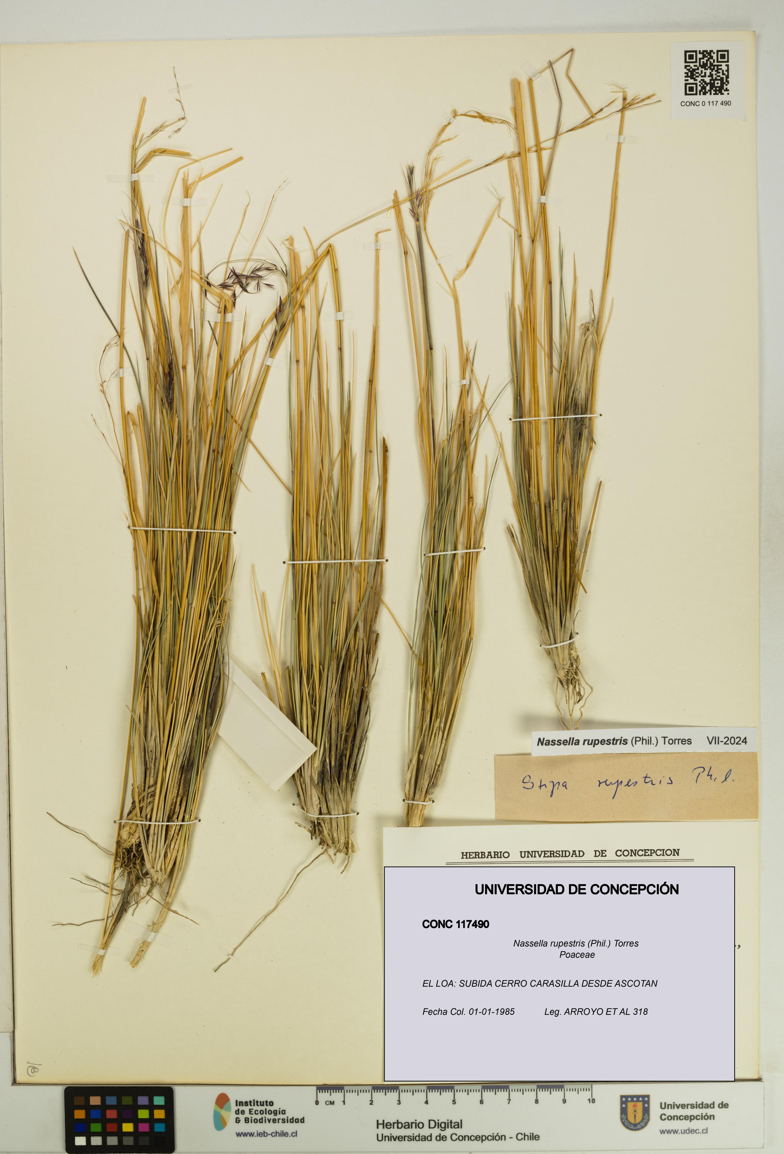 Nassella rupestris [Espécimen: UDEC:CONC:0117490]