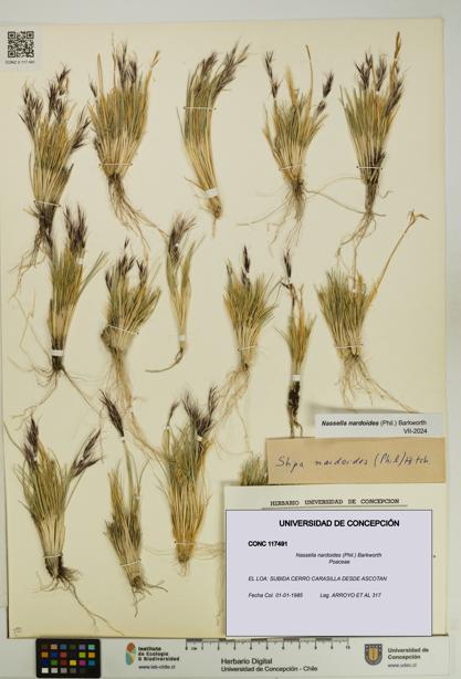 Nassella nardoides [Espécimen: UDEC:CONC:0117491]