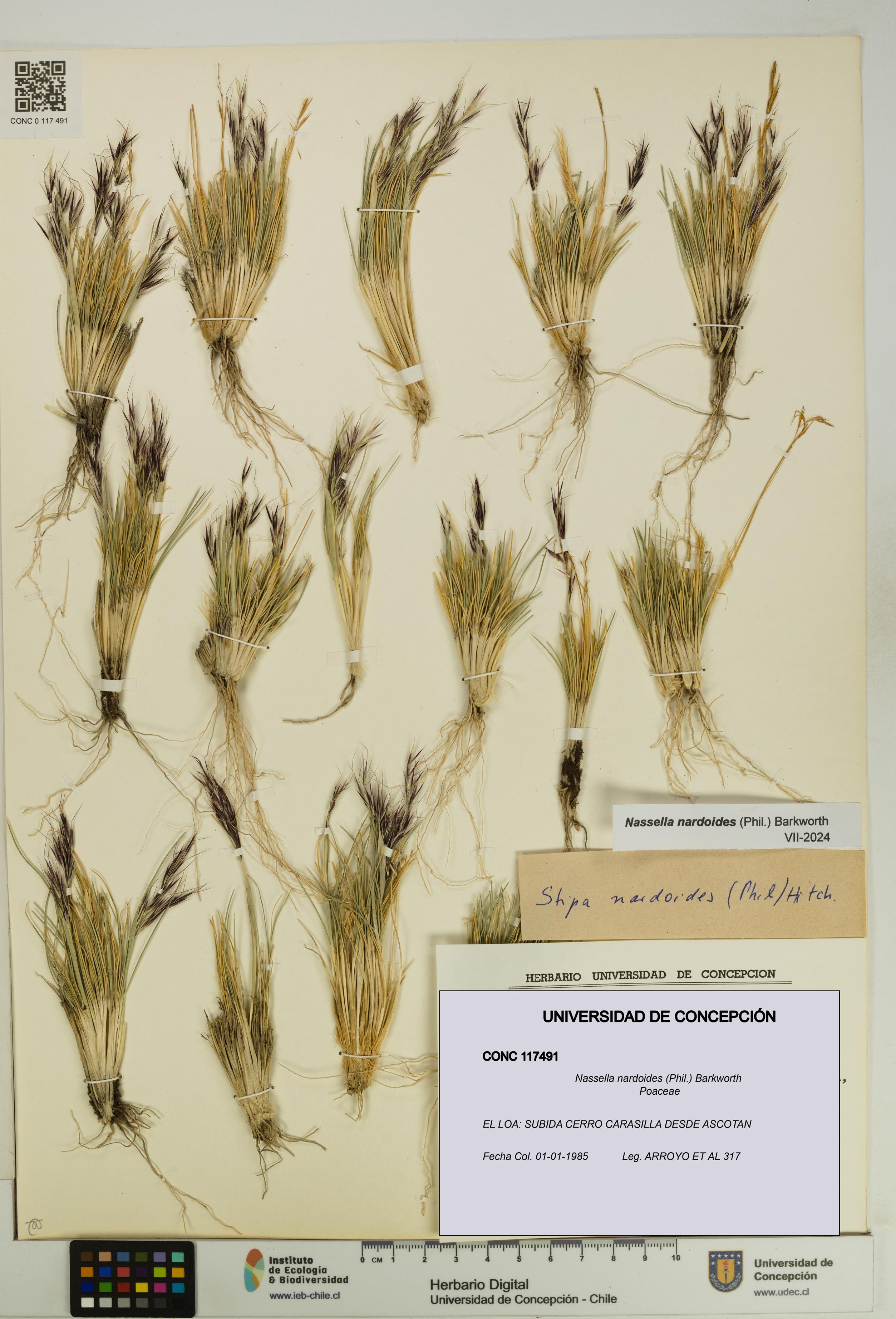 Nassella nardoides [Espécimen: UDEC:CONC:0117491]