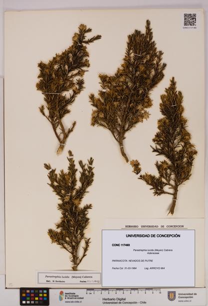 Parastrephia lucida [Espécimen: UDEC:CONC:0117493]
