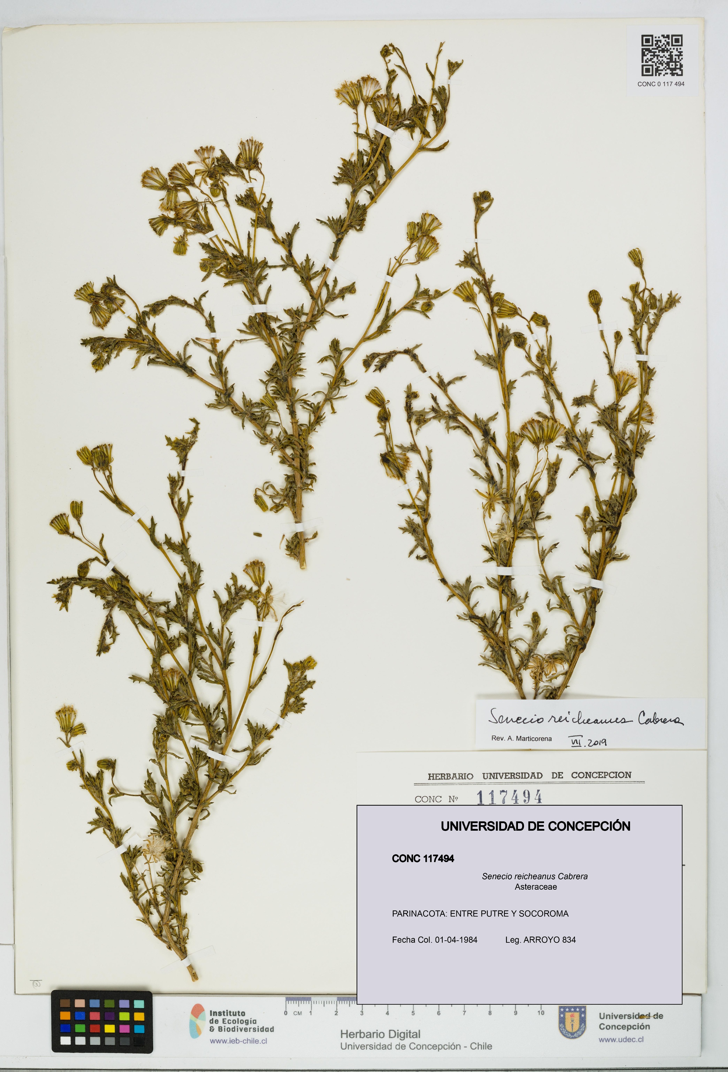 Senecio reicheanus [Espécimen: UDEC:CONC:0117494]