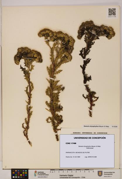 Senecio dryophyllus [Espécimen: UDEC:CONC:0117499]
