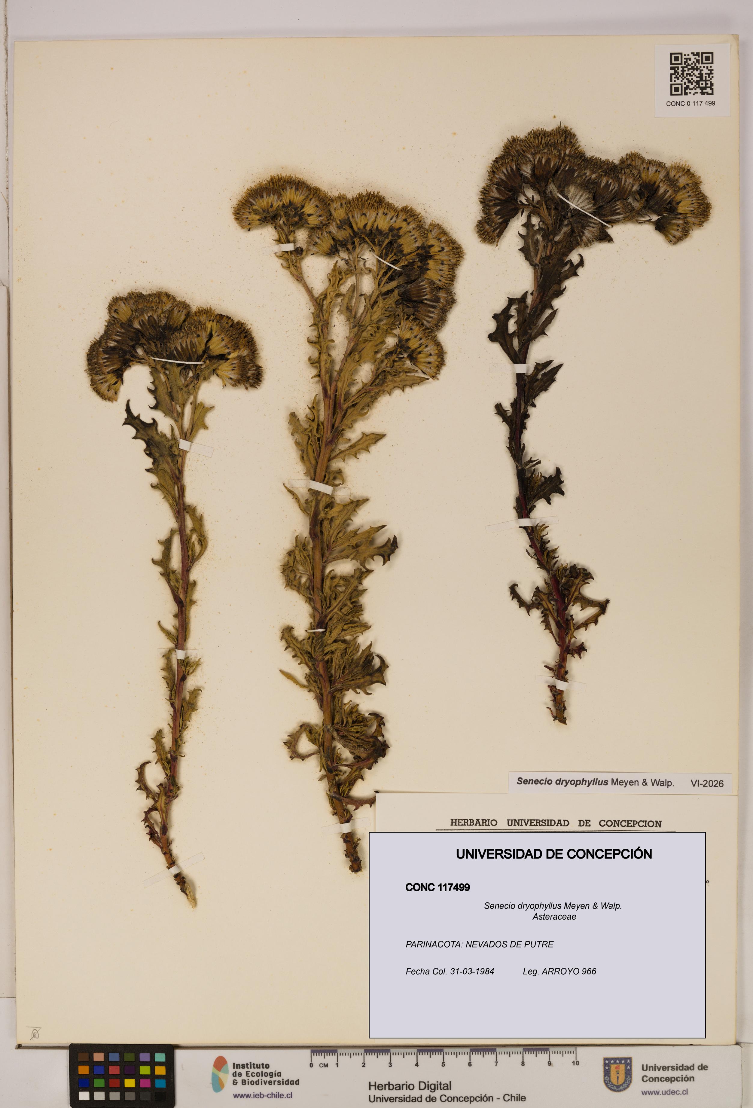 Senecio dryophyllus [Espécimen: UDEC:CONC:0117499]
