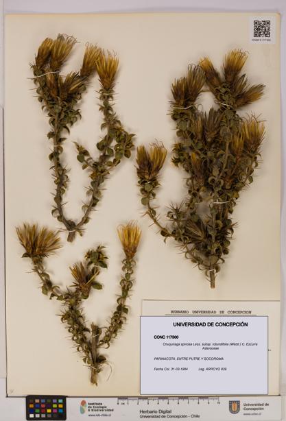 Chuquiraga spinosa subsp. rotundifolia [Espécimen: UDEC:CONC:0117500]