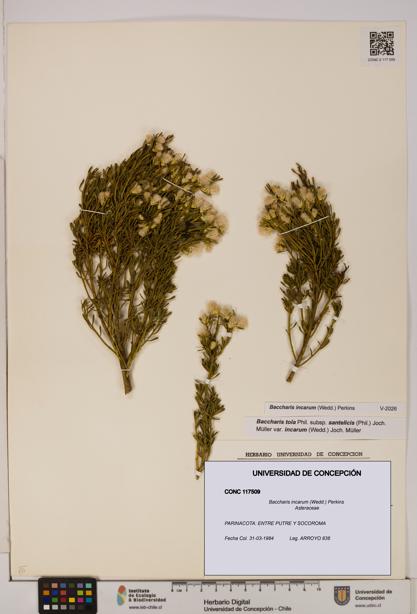 Baccharis incarum [Espécimen: UDEC:CONC:0117509]