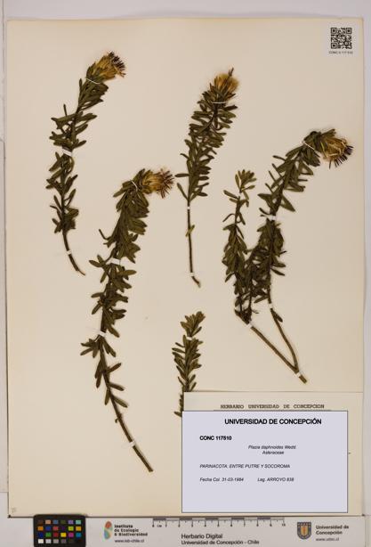 Plazia daphnoides [Espécimen: UDEC:CONC:0117510]