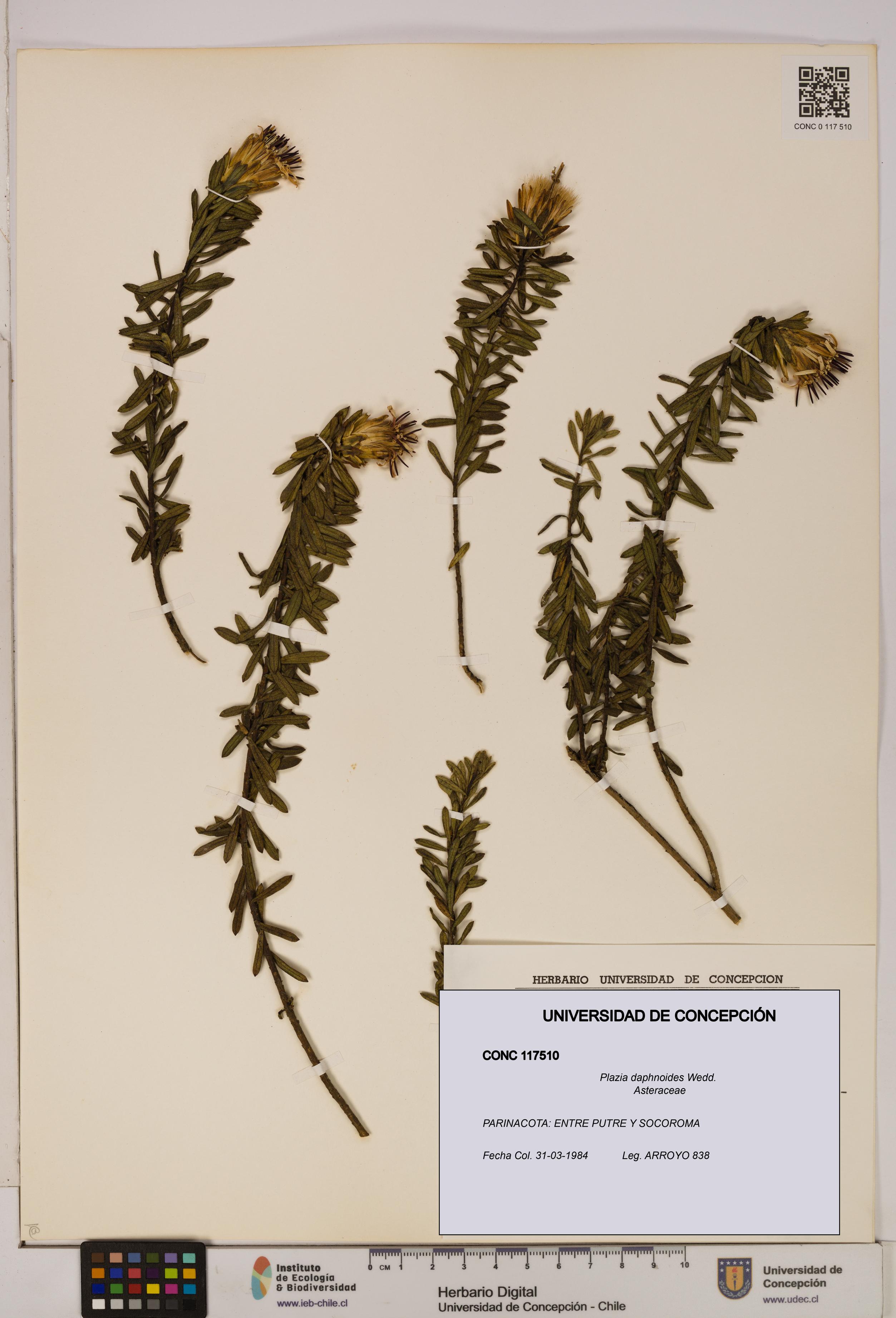 Plazia daphnoides [Espécimen: UDEC:CONC:0117510]