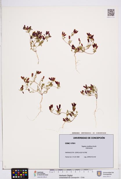 Tagetes multiflora [Espécimen: ]