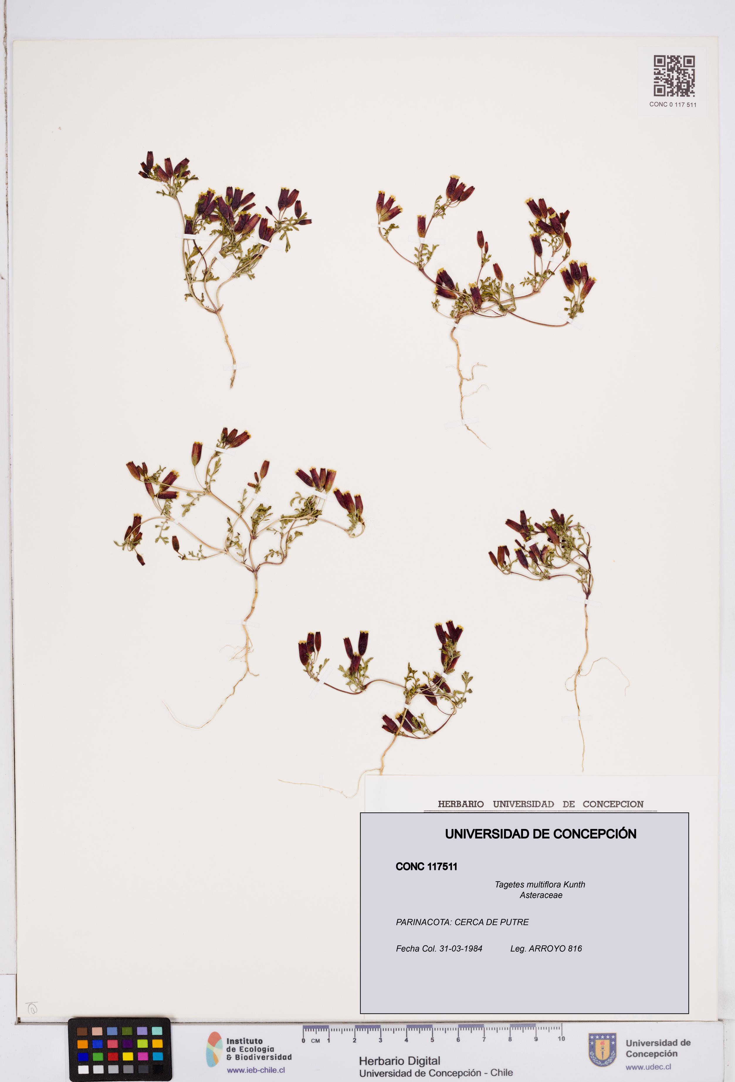 Tagetes multiflora [Espécimen: ]