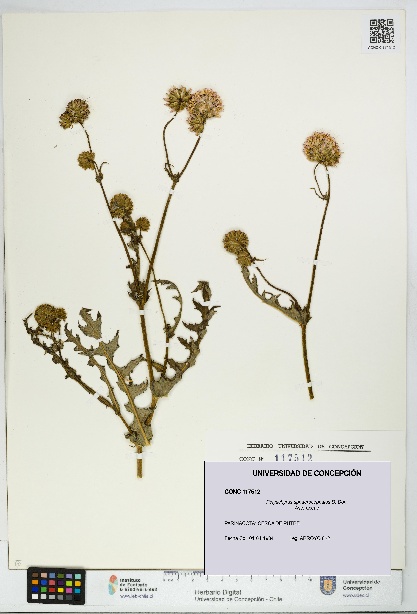Polyachyrus sphaerocephalus [Espécimen: UDEC:CONC:0117512]