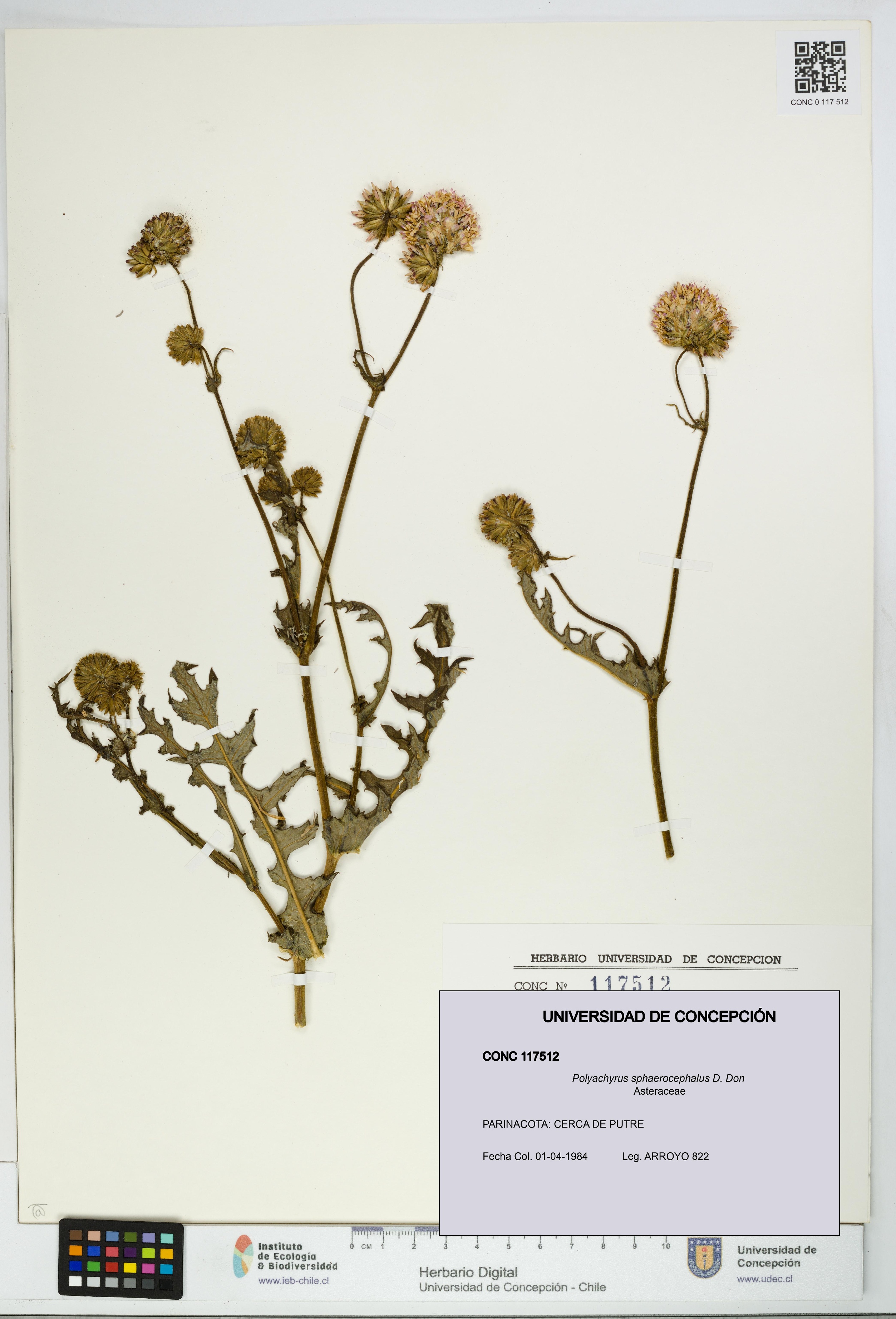 Polyachyrus sphaerocephalus [Espécimen: UDEC:CONC:0117512]