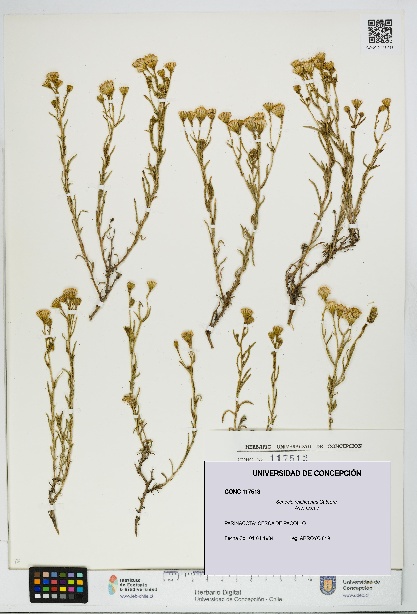 Senecio reicheanus [Espécimen: UDEC:CONC:0117513]