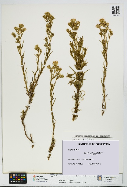 Senecio reicheanus [Espécimen: UDEC:CONC:0117514]
