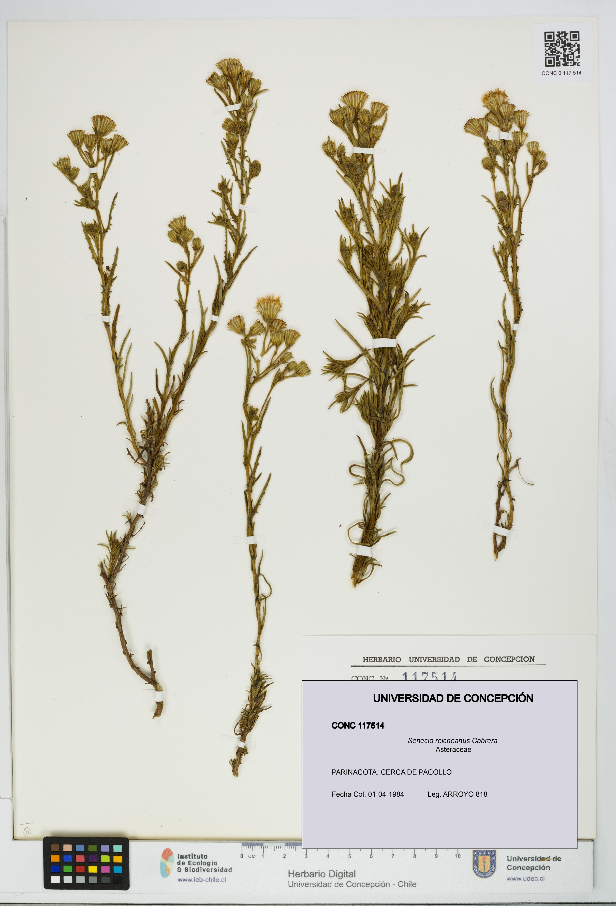 Senecio reicheanus [Espécimen: UDEC:CONC:0117514]