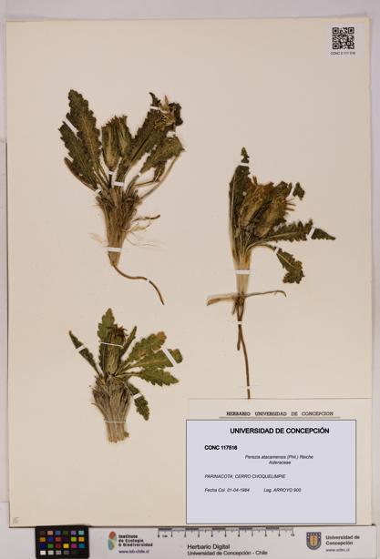 Perezia atacamensis [Espécimen: UDEC:CONC:0117516]