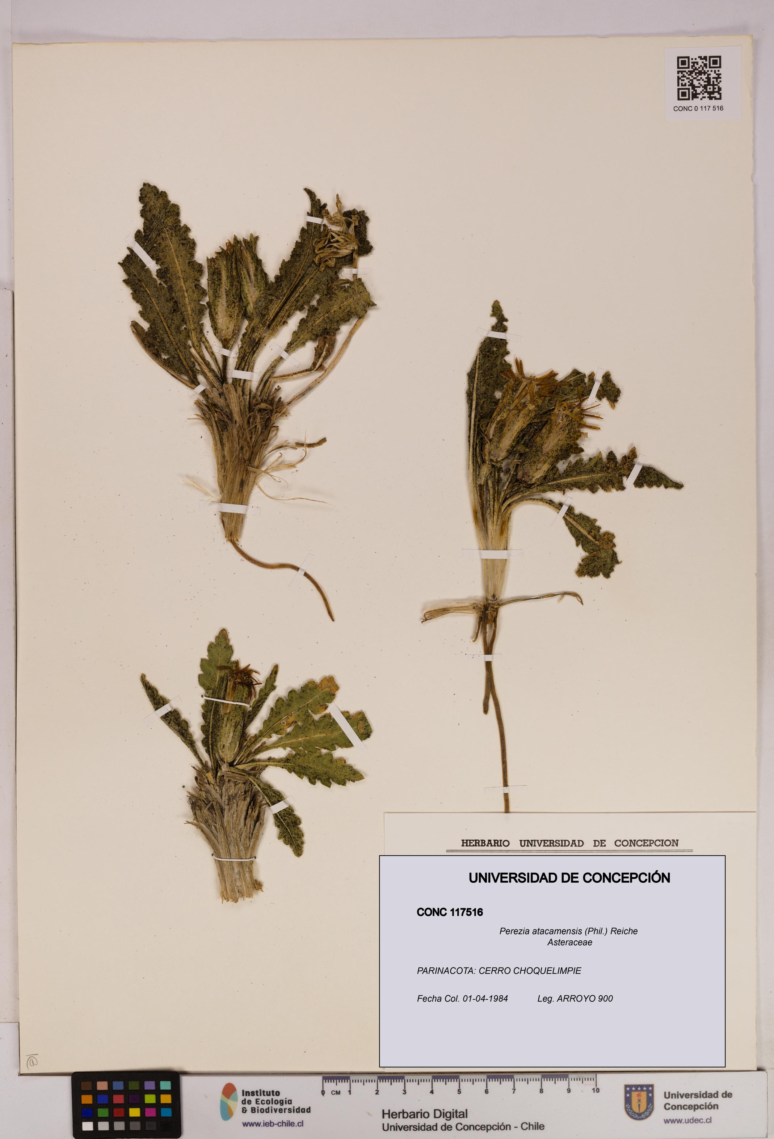 Perezia atacamensis [Espécimen: UDEC:CONC:0117516]
