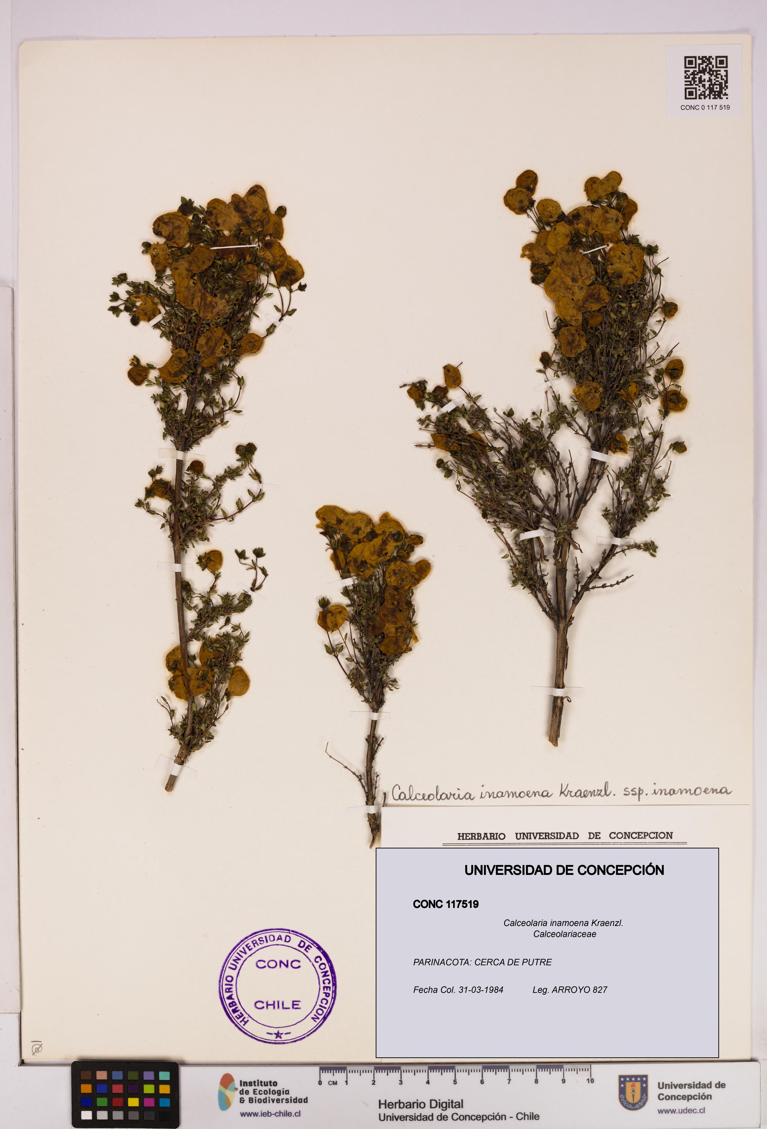 Calceolaria inamoena [Espécimen: UDEC:CONC:0117519]