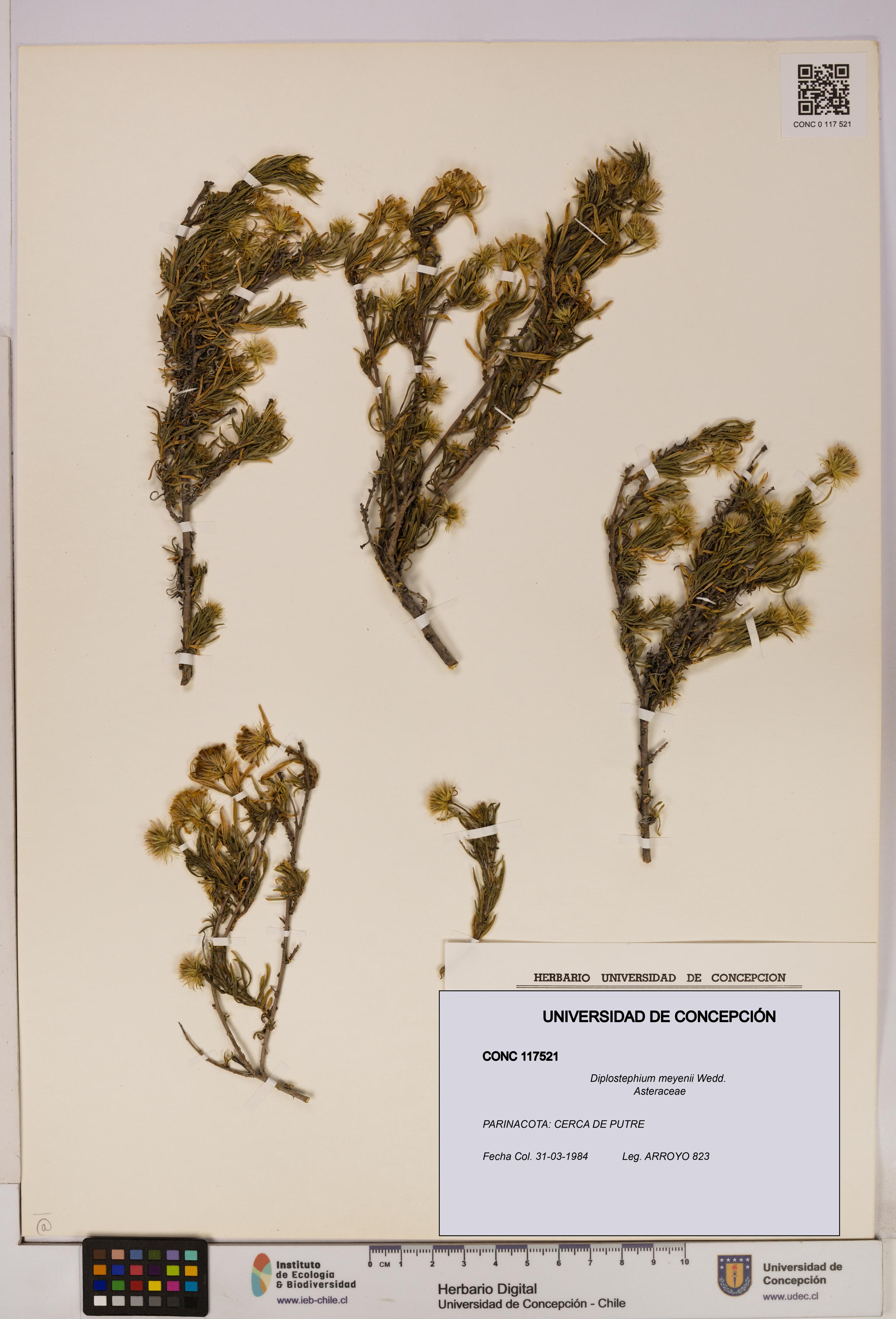 Diplostephium meyenii [Espécimen: UDEC:CONC:0117521]