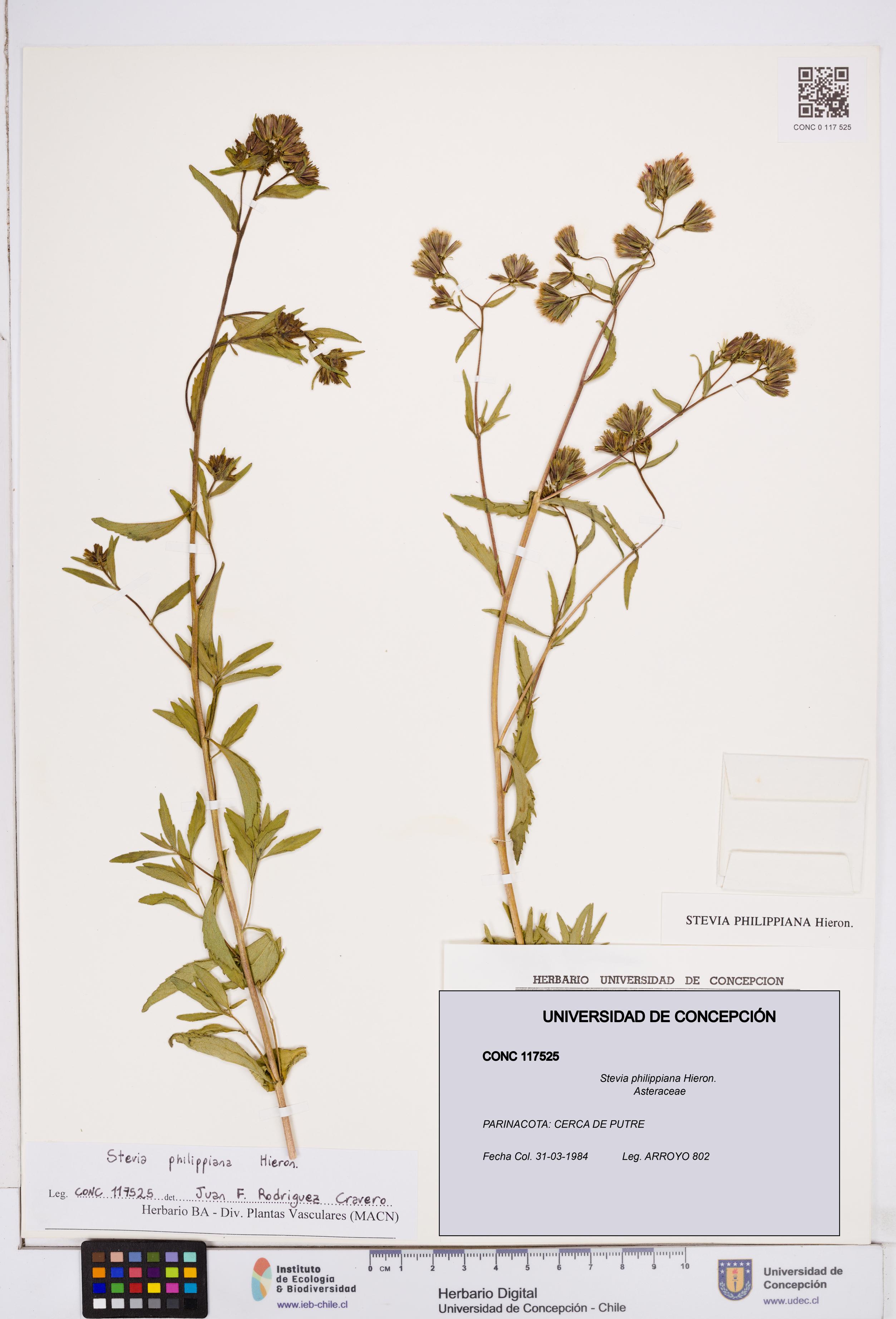 Stevia philippiana [Espécimen: ]