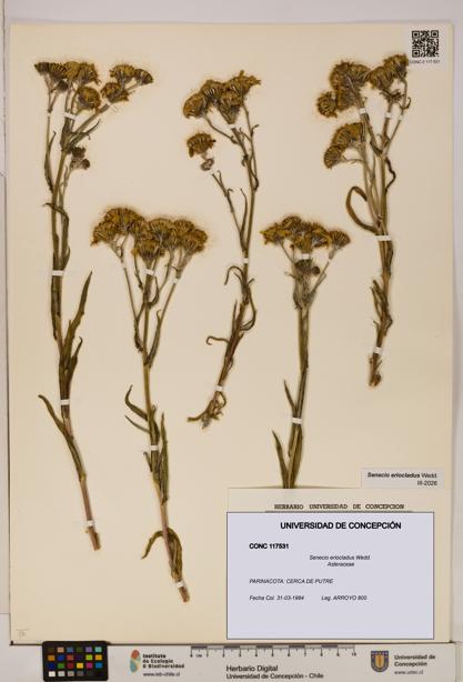 Senecio eriocladus [Espécimen: UDEC:CONC:0117531]