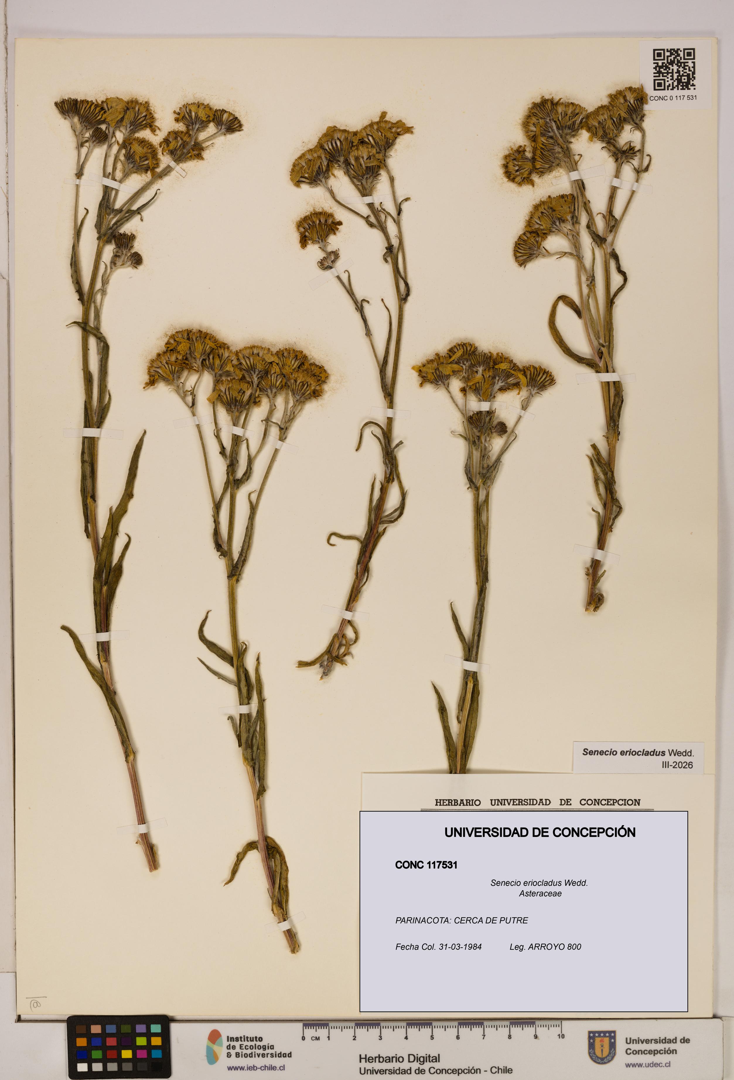 Senecio eriocladus [Espécimen: UDEC:CONC:0117531]