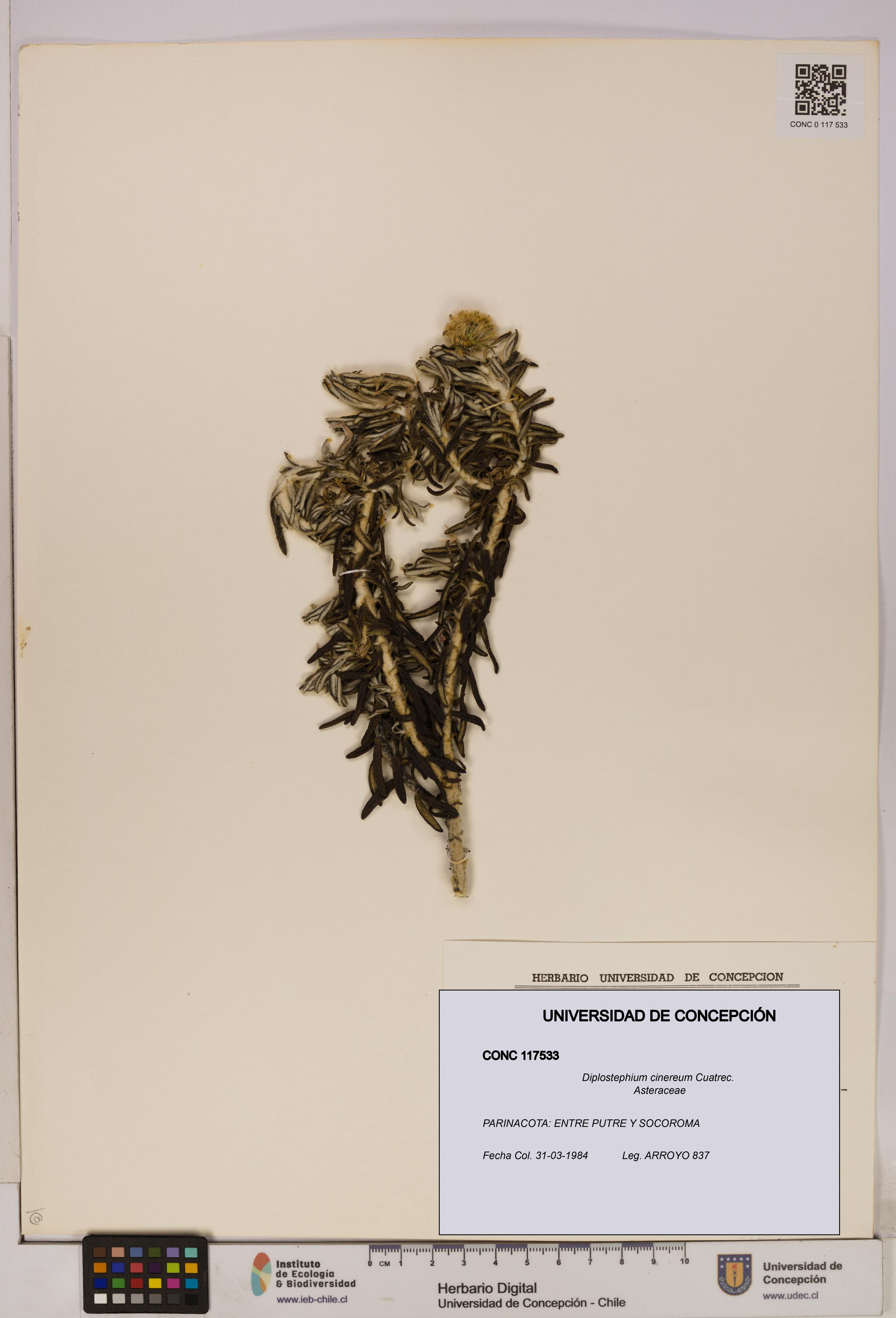 Diplostephium cinereum [Espécimen: UDEC:CONC:0117533]