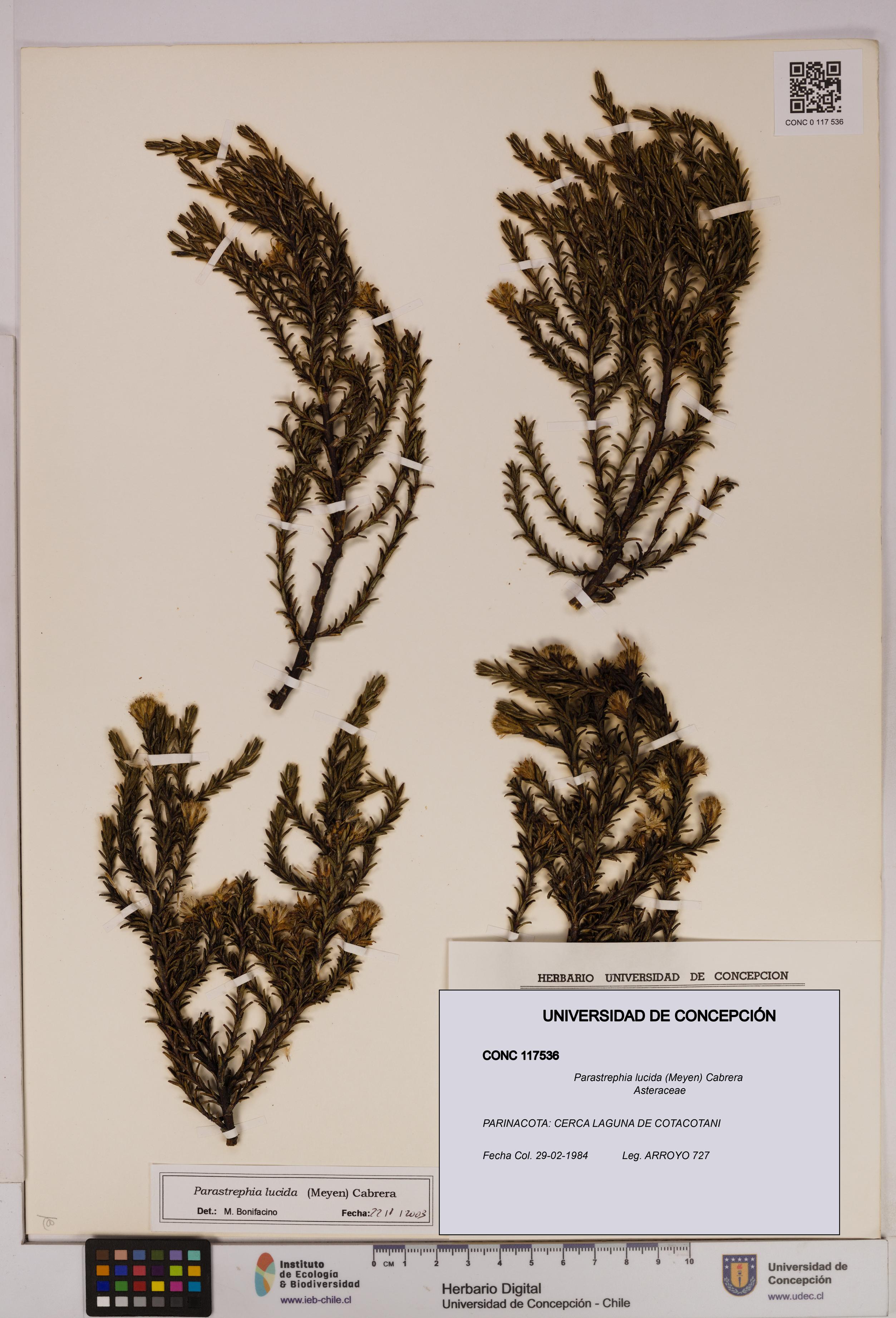 Parastrephia lucida [Espécimen: UDEC:CONC:0117536]