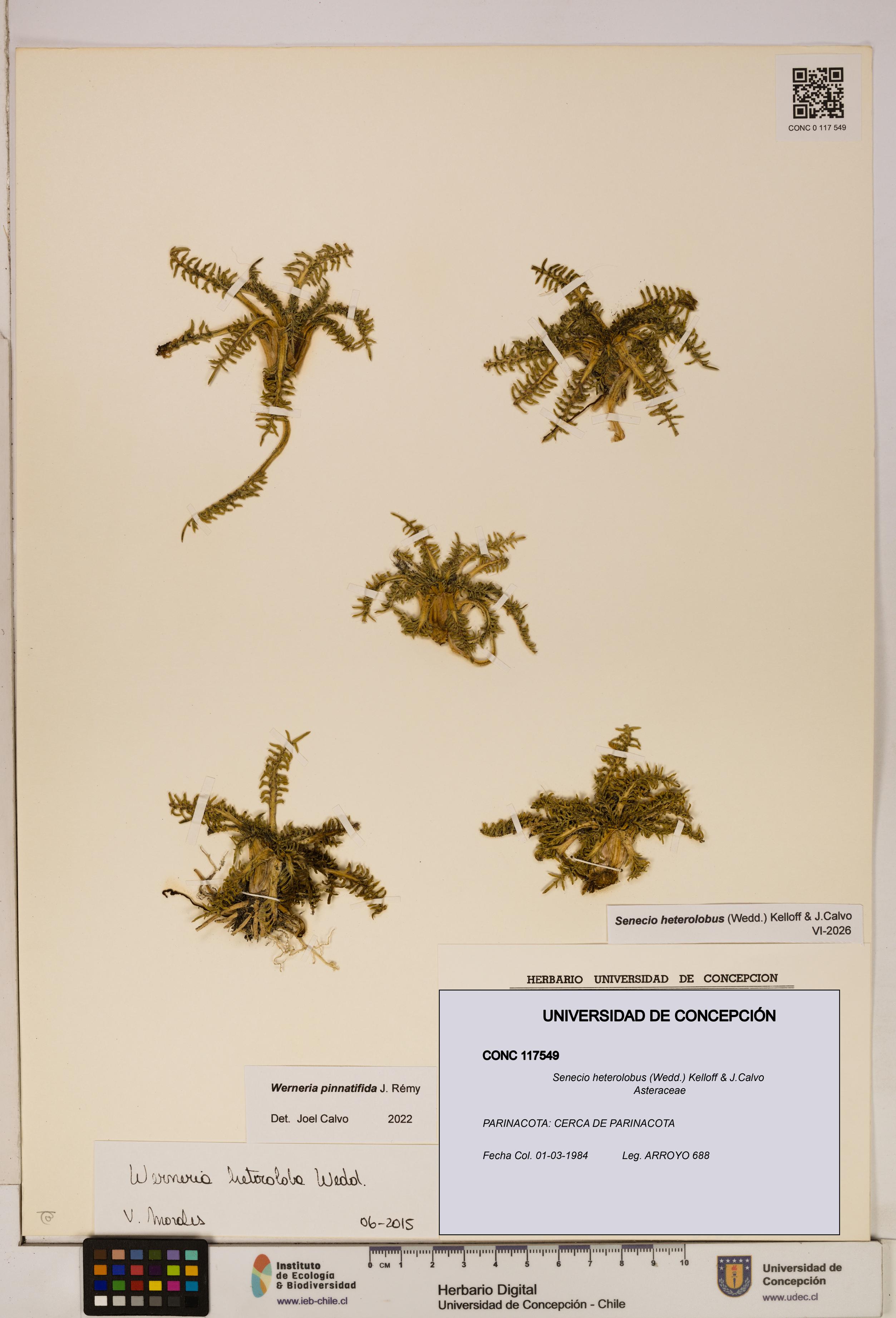 Senecio heterolobus [Espécimen: ]