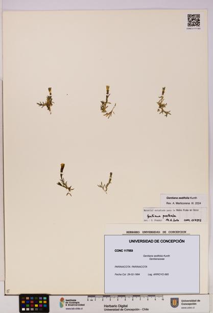 Gentiana sedifolia [Espécimen: UDEC:CONC:0117553]