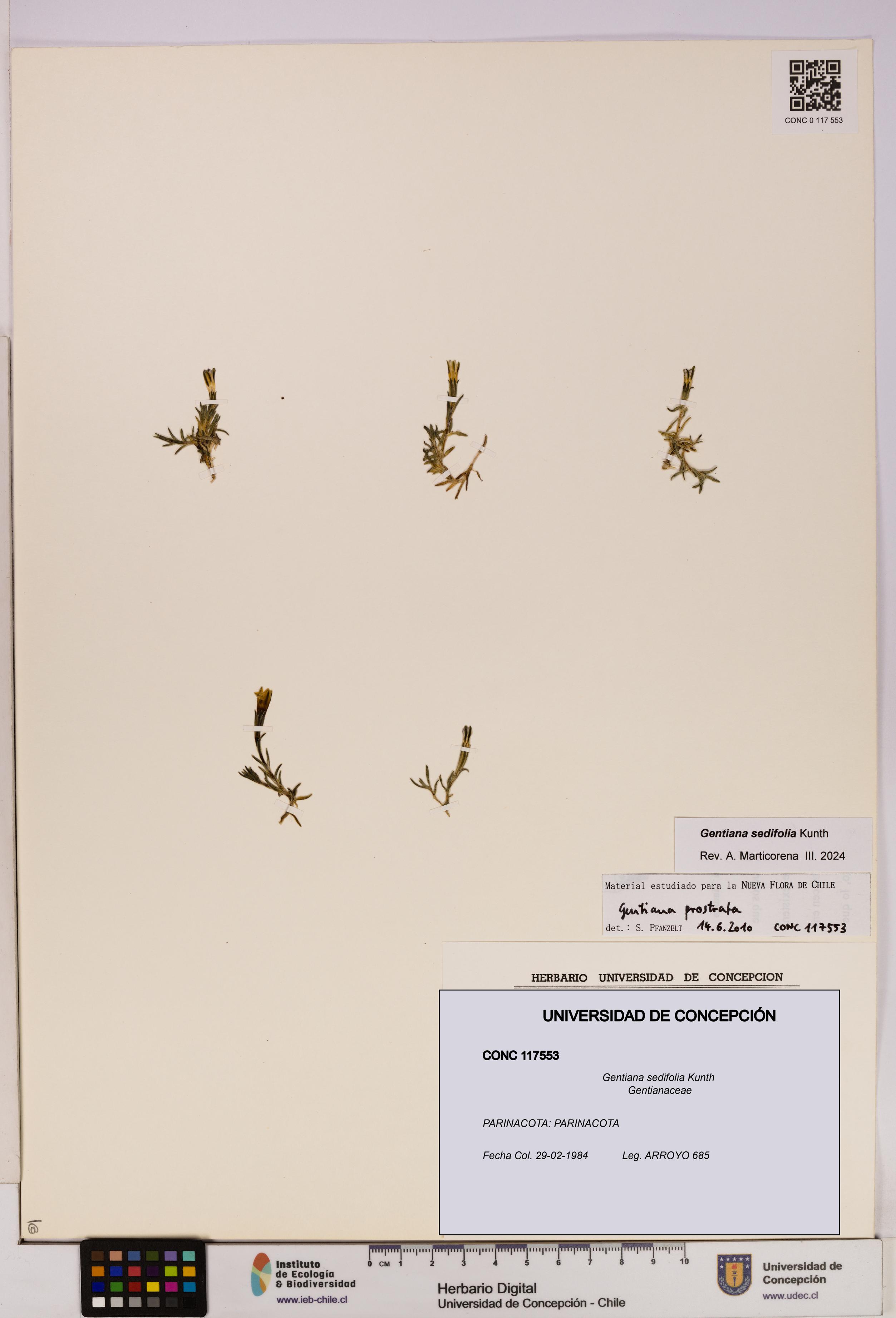 Gentiana sedifolia [Espécimen: UDEC:CONC:0117553]