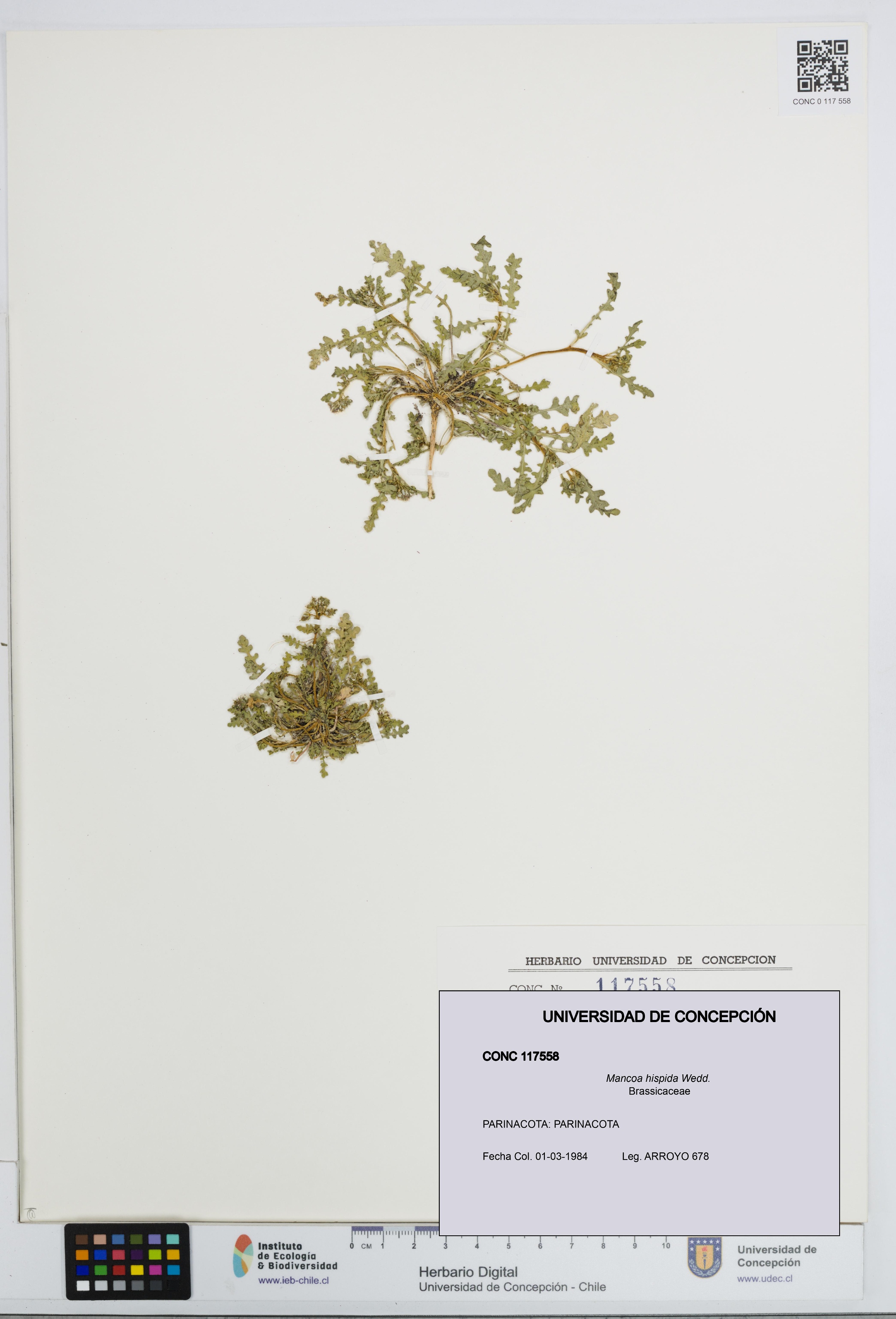 Mancoa hispida [Espécimen: UDEC:CONC:0117558]