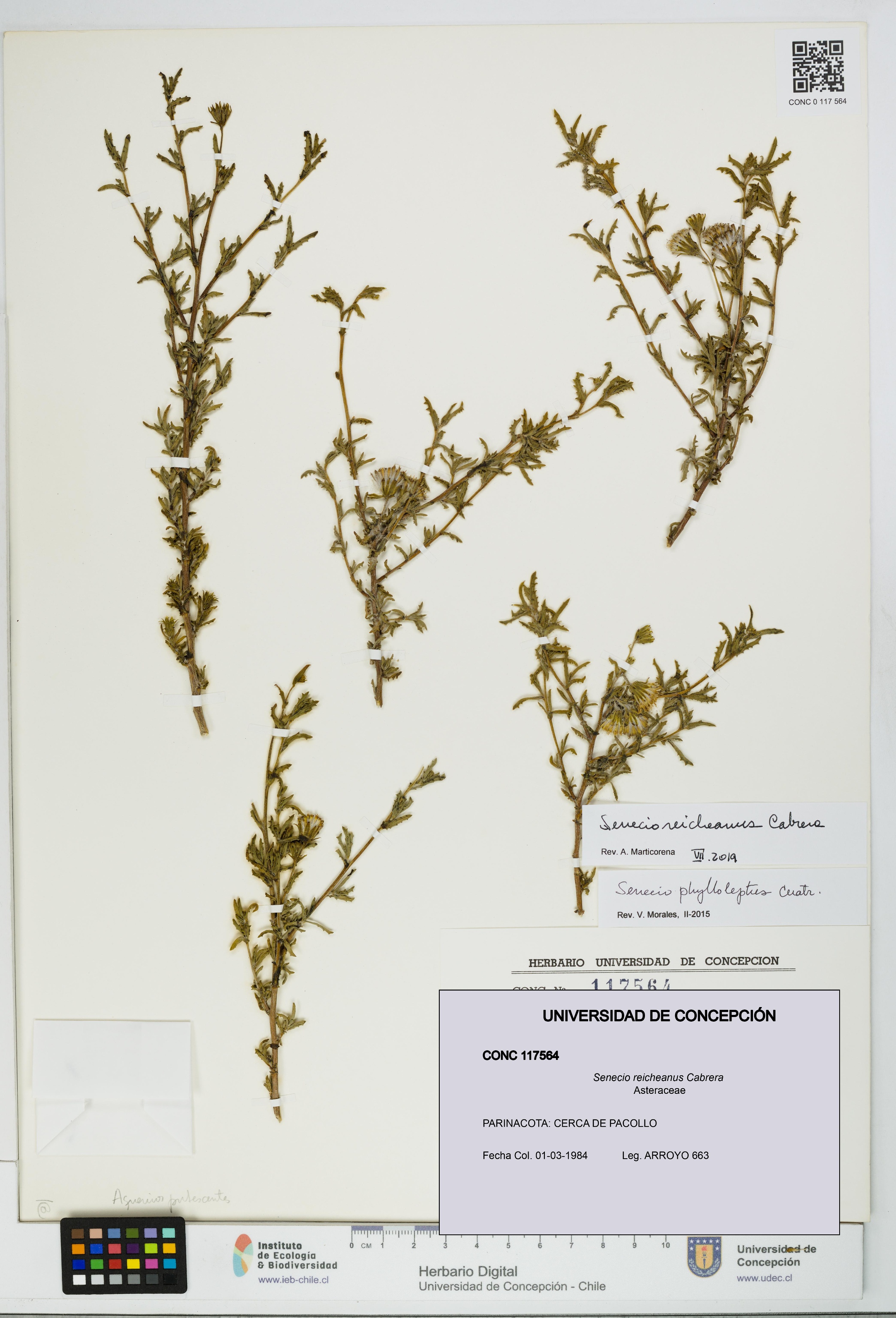 Senecio reicheanus [Espécimen: UDEC:CONC:0117564]