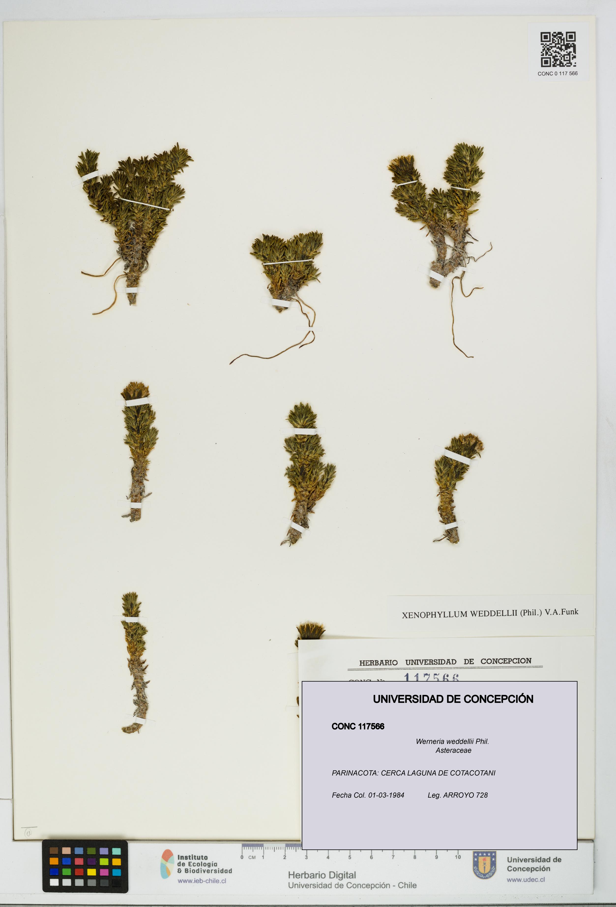Werneria weddellii [Espécimen: UDEC:CONC:0117566]