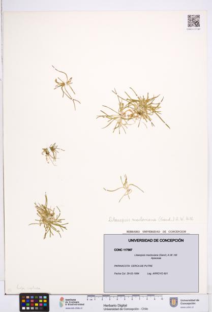 Lilaeopsis macloviana [Espécimen: ]