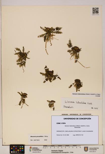 Senecio heterolobus [Espécimen: ]