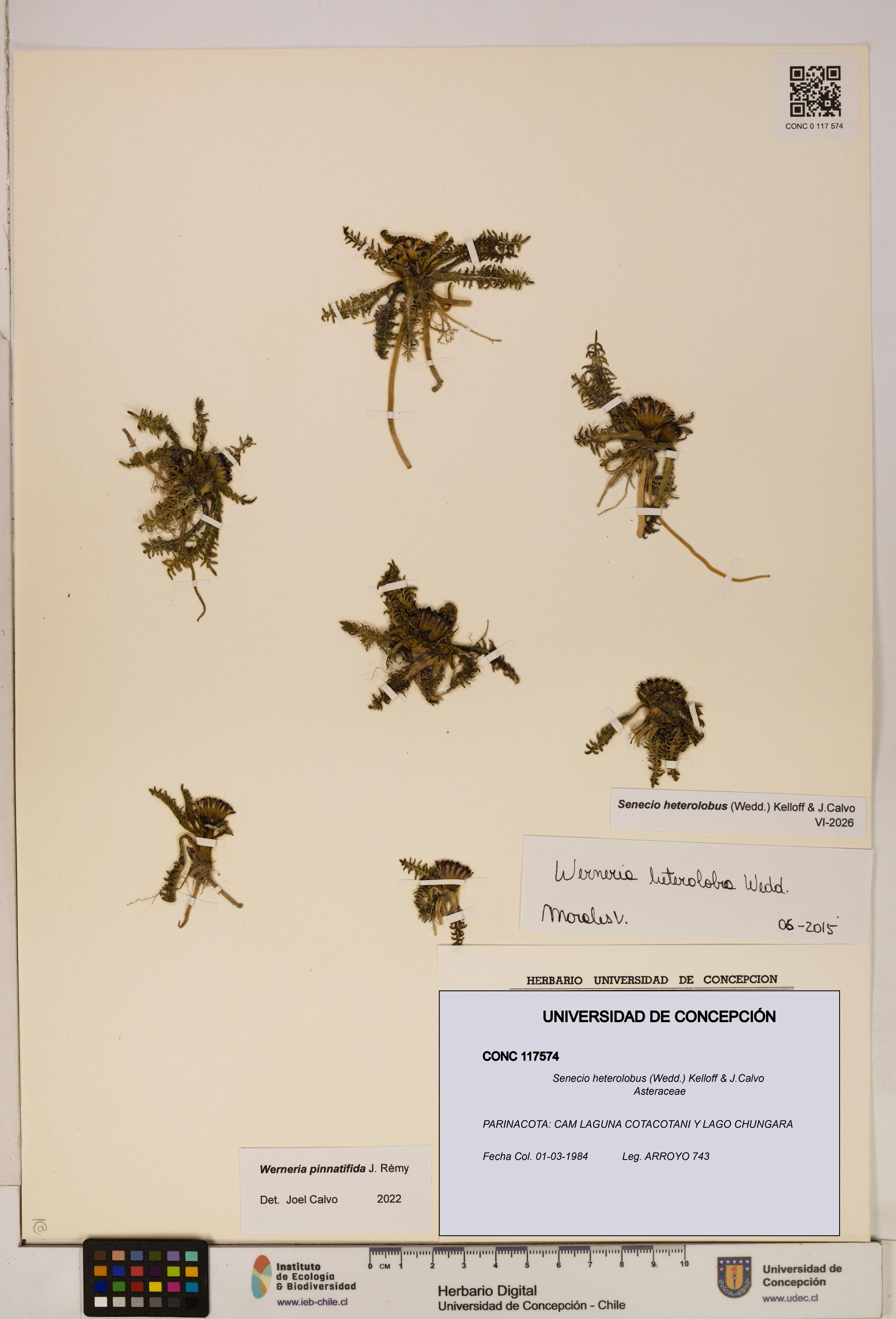 Senecio heterolobus [Espécimen: ]