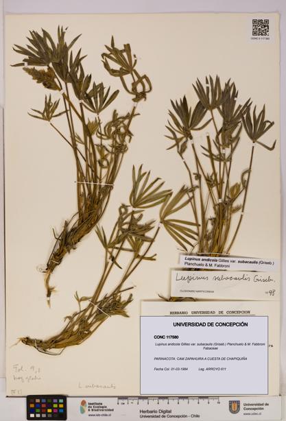 Lupinus andicola var. subacaulis [Espécimen: UDEC:CONC:0117580]