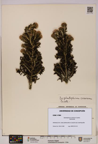 Diplostephium cinereum [Espécimen: UDEC:CONC:0117581]