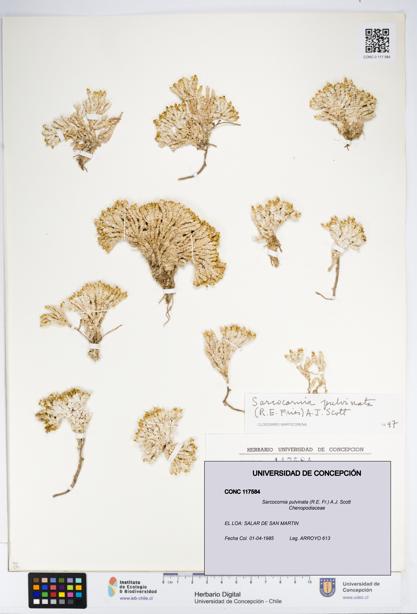 Sarcocornia pulvinata [Espécimen: UDEC:CONC:0117584]