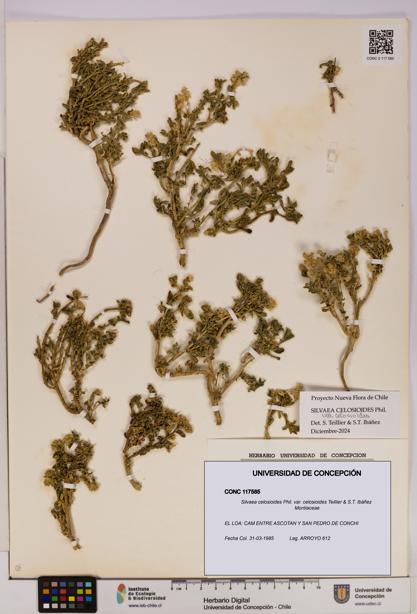 Silvaea celosioides var. celosioides [Espécimen: UDEC:CONC:0117585]