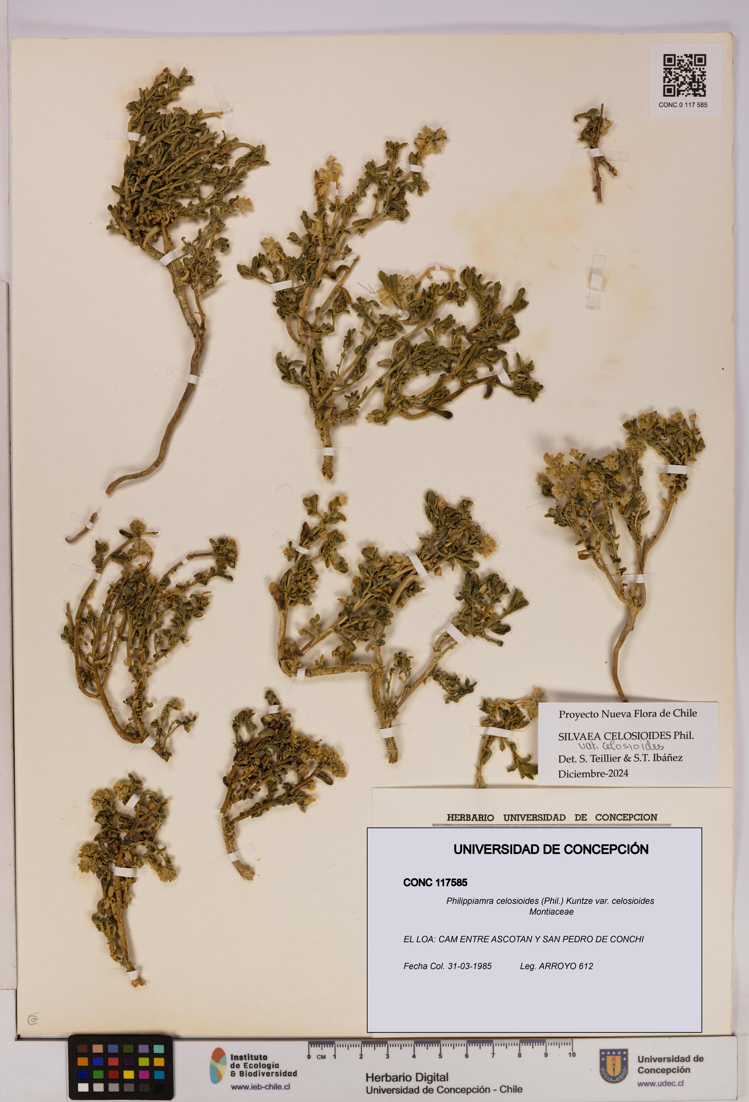 Philippiamra celosioides [Espécimen: ]