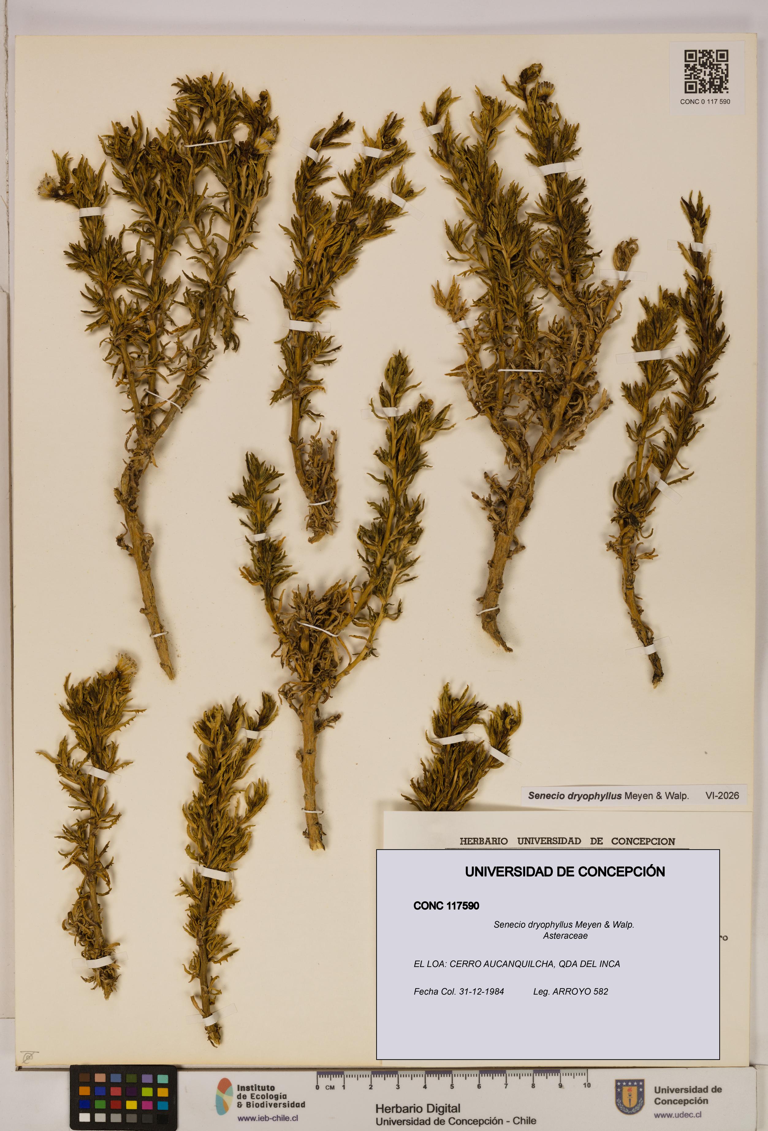 Senecio dryophyllus [Espécimen: UDEC:CONC:0117590]