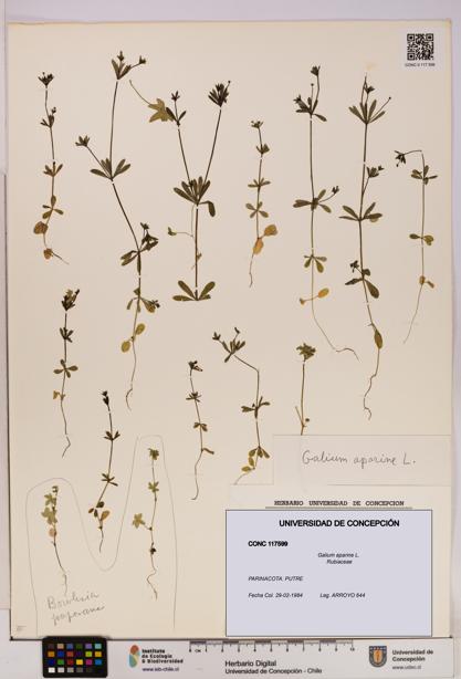 Galium aparine [Espécimen: UDEC:CONC:0117599]