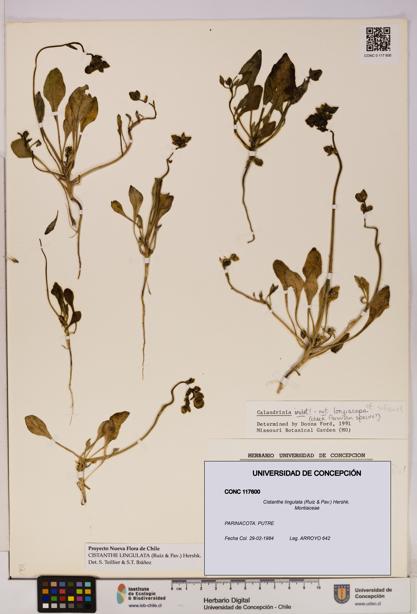 Cistanthe lingulata [Espécimen: UDEC:CONC:0117600]